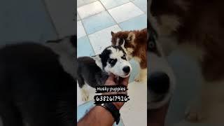 Husky puppies sale in #tirupur 6382617926 #salem #karur #erode #chennai #coimbatore #ooty #palakkad