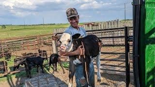 Day In The Life Of A 21 Year Old Cattle Rancher!