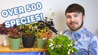 20 Oxalis Varieties! Which Oxalis Do You Have?