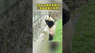 哇！！！福猪猪站起来打招呼了。 #panda #小动物#福宝