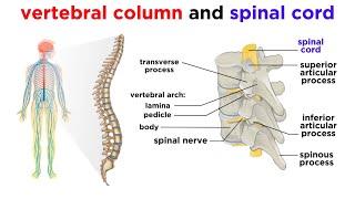 The Central Nervous System: The Brain and Spinal Cord