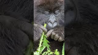 Dining with the Mountain Gorillas: Exploring Their Thorny Plant Diet