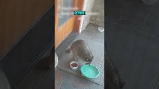 Raccoon seeks a forever home 