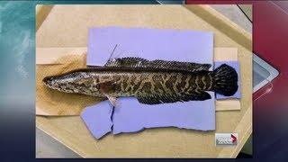 Global National - Canada fighting invasive Snakehead fish