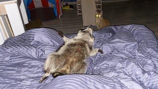 SPENT THE NIGHT WITH A RACCOON / Gorushka attacked the guests