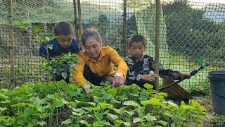 how to make bamboo tomato trellis DANG THI DU