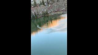 Brandon Fugal sees a large animal swimming in a remote lake in the Uintah Mountains