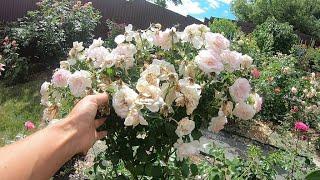 Pruning of roses of the shraby and floribunda groups after the first flowering