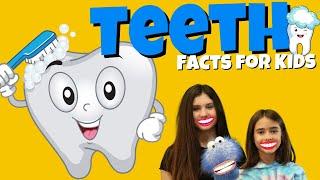 What are Teeth? Teeth Facts for Kids