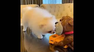 Funny Dogs video l Cute reaction video  Watch till end l