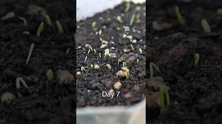 Green onion seedling #v87garden #garden #shorts #greenonion