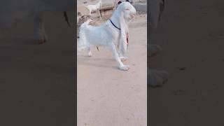 #5literdodhdynewalinsal #kidsvideo #new #video