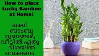 How to place Lucky Bamboo at Home! ലക്കി ബാംബൂ ഗുണങ്ങൾ, വീട്ടിൽ ഏതു ദിശയിൽ വെക്കണം #Feng Shui