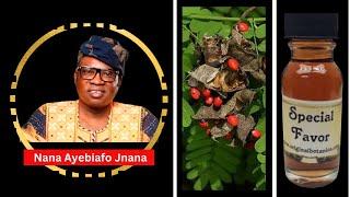 How To Prepare FAVOR and ATTRACTION Oil With AKOKO ANI (Rosary Pea) - Nana Ayebiafo Jnana