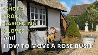 Thorn Proof Gardening Gloves and How to Move a Rose Bush