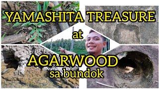 YAMASHITA TREASURE and AGARWOOD