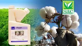 Pirate insecticide product of Swat Agro Chemical #agriculture #america