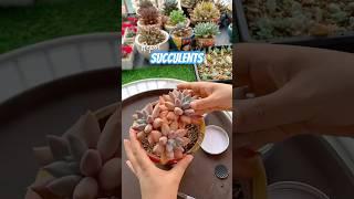 Succulent care tips: How to repot succulents #plants