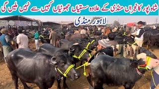 Lahore Mandi Mien Top Quailty Buffaloes | Shahpur kanjra Mandi Nali Ravi Jhotian || Low Cost rate