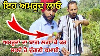 ਅਮਰੂਦਾਂ ਦਾ ਬਾਗ ਲਗਾ ਕੇ ਕਰ ਸਕਦੇ ਹੋ ਦੁੱਗਣੀ ਕਮਾਈ । New Chandigarh nursary Dhuri #trees #punjab