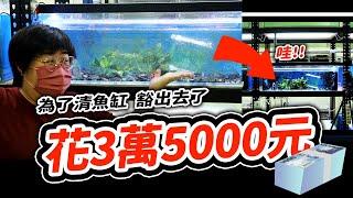 出乎預料的除藻威力！小青嚇到跌破眼鏡！Top 2 GREAT Aquatic Snail for Cleaning Aquarium algae. 螺 / 黑金剛螺 / 蜜蜂角螺 / 開箱