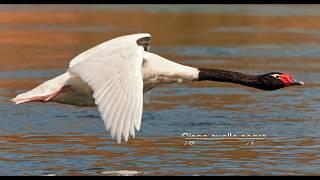 AVES DE ARGENTINA y sus cantos (primera parte).