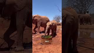 A newborn elephant is wondering what its trunk does.#cute #animal