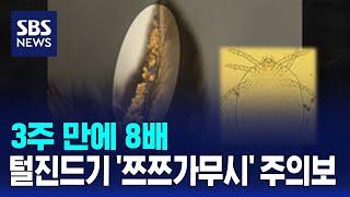 3주 만에 8배…털진드기 '쯔쯔가무시' 주의보 / SBS