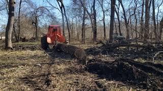 Timberjack 350 skidding a big Walnut