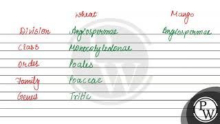 Which taxonomic category of mango and wheat is similar? (a) Order a...