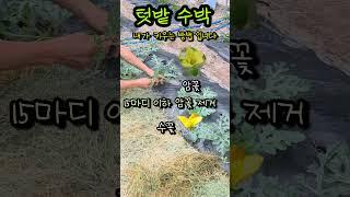 텃밭수박 내가하는 방법