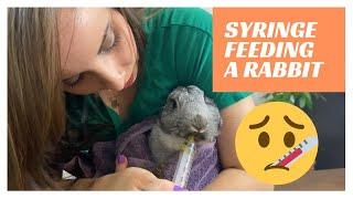 How to Syringe Feed Your Rabbit w/ G.I.  Stasis