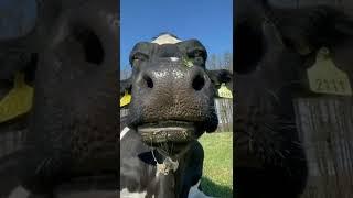 smiley cow#big cow#black cow#ox#bull