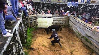 JAF Bulls - Apanhar Gado Para Marcação - Catching Cattle For Branding - Terceira Island - Azores