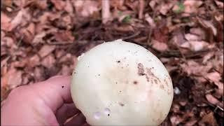 Gelber Knollenblätterpilz - Amanita citrina