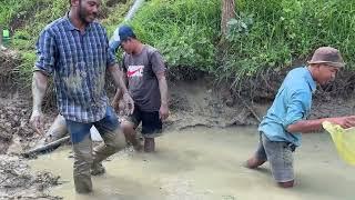 Catching eels in the muddy pond of the rice field