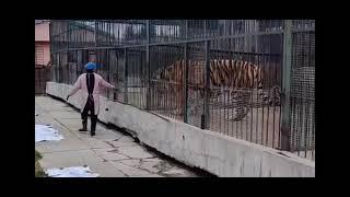 800 pounds Siberian tiger, he's so huge  The tiger king 