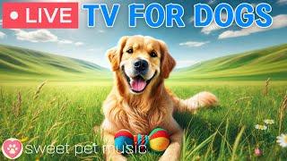 24 Hours of Dog TVCalming Music for Dogs to SleepRelaxing Music to Ease Dog Anxiety and Stress