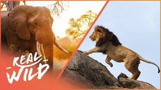 A Detailed Look Into Predators, Prey & Wildlife | Botswana Wild Kingdom | Real Wild