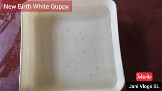 New Birth White Guppy - Jani Vlogs SL