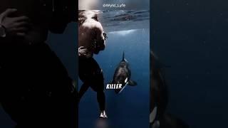 Why Orcas Are Called Killer Whales? #facts #animals #love #shorts