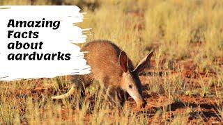 Amazing Facts about aardvarks