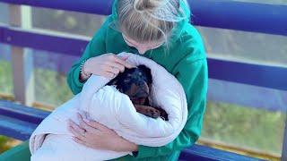 "Please Save Me!" – The Puppy Looks at Me Begging, Not Wanting to Sleep Forever