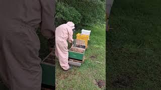 bee swarm #homestead