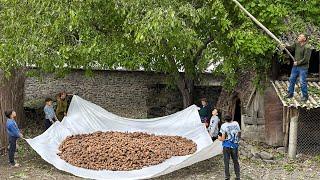 We have gathered a Nut Harvest and Cooked Lunch for the Whole Family! Village Cooking