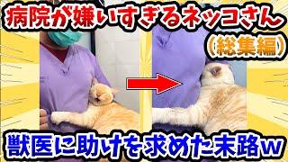 【2ch動物スレ総集編】病院が嫌いすぎる猫さん → 獣医に助けを求めた末路www