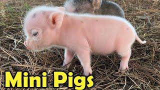 Cute Mini Pigs as Pets - 9 Cutest Facts about Teacup pigs for Kids!