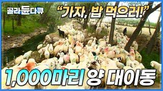 밥 시간 맞춰 알아서 뛰쳐나오는 1,000마리 양 떼│시골마을 양 공동육아 현장│튀르키예 귈프나르│세계테마기행│#골라듄다큐