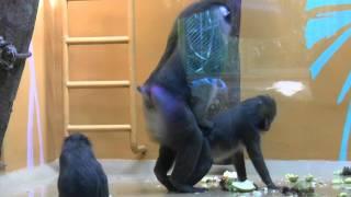 Monkey rapes Monkey