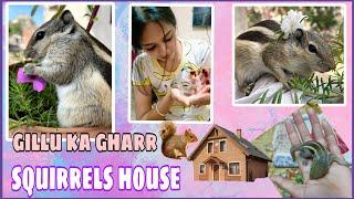 HOW TO MAKE SQUIRRELS HOUSE || STEP BY STEP || GILLU KA GHARR ||